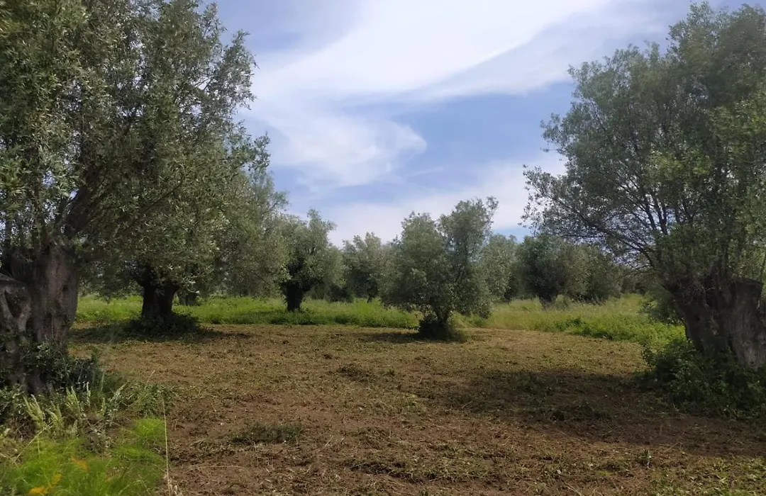 Agriturismo Sant' Anna Ortì-1